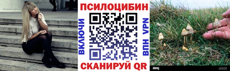 гидра ссылки  Новоузенск  Псилоцибиновые грибы Cubensis 